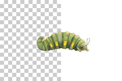 Cute Caterpillar Insect Clipart Bundle - CraftNest - Digital Crafting and Art