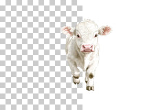 Silly Cartoon Cow Sketch Clipart Bundle - CraftNest - Digital Crafting and Art