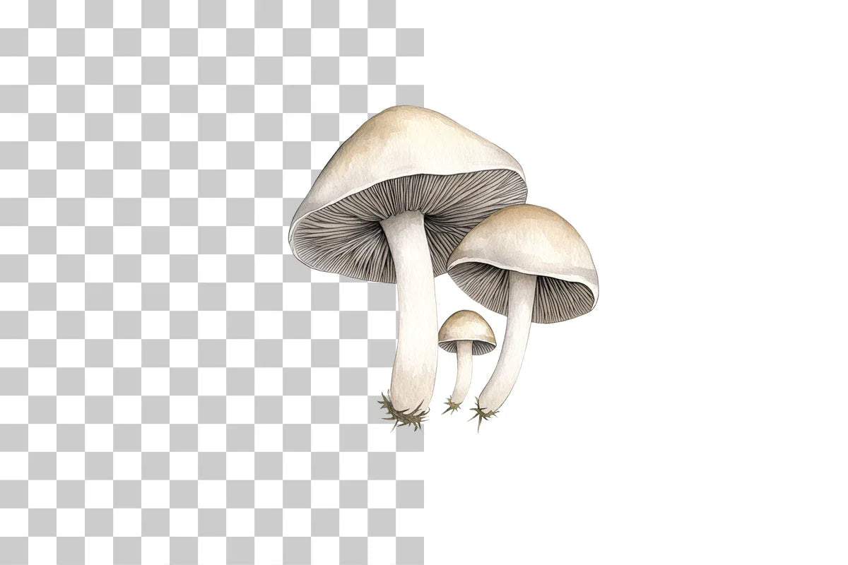 Mushroom Line Art Illustration Clipart Bundle - CraftNest - Digital Crafting and Art