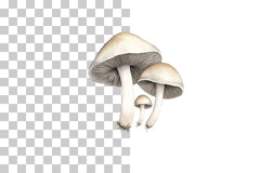 Mushroom Line Art Illustration Clipart Bundle - CraftNest - Digital Crafting and Art