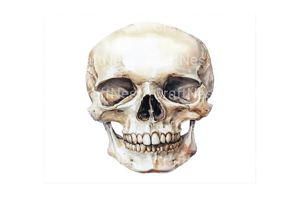 Anatomical Skull Graphics Clipart Bundle
