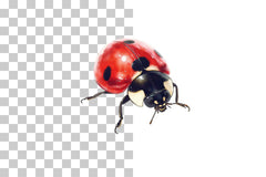 Ladybird Ladybug Clipart Bundle - CraftNest - Digital Crafting and Art
