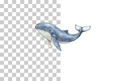 Nursery Baby Whale Clipart Bundle - CraftNest - Digital Crafting and Art