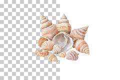 Coastal Seashells and Sand Dunes Clipart Bundle - CraftNest - Digital Crafting and Art