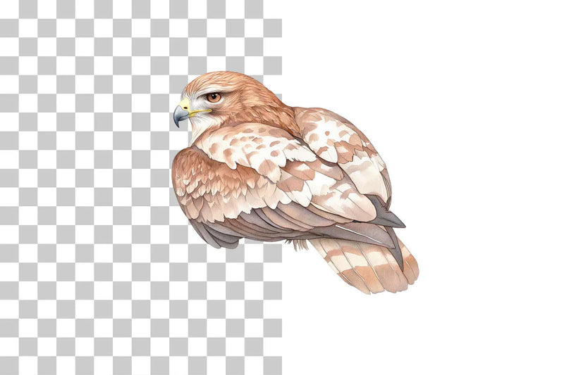Hawk Bird of Prey Clipart Bundle - CraftNest - Digital Crafting and Art