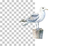 Seagull on Coastal Post Clipart Bundle - CraftNest - Digital Crafting and Art