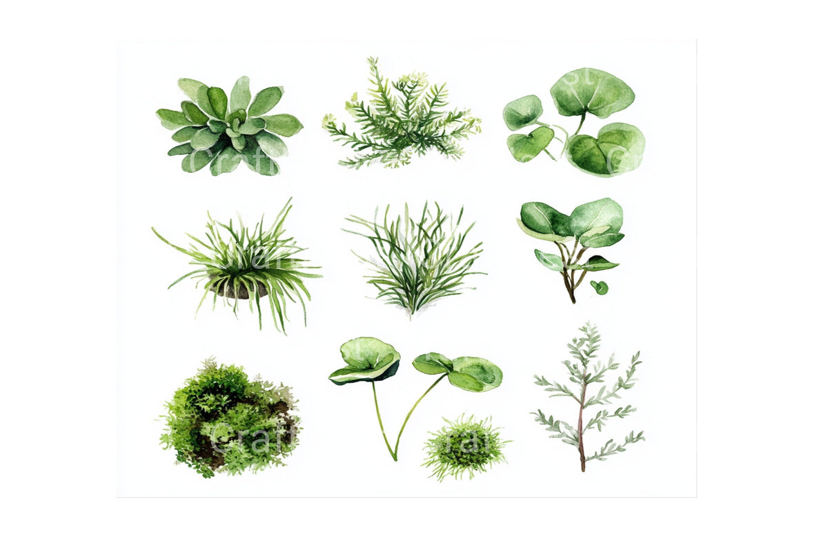 Forest Plants Mushrooms Clipart Bundle
