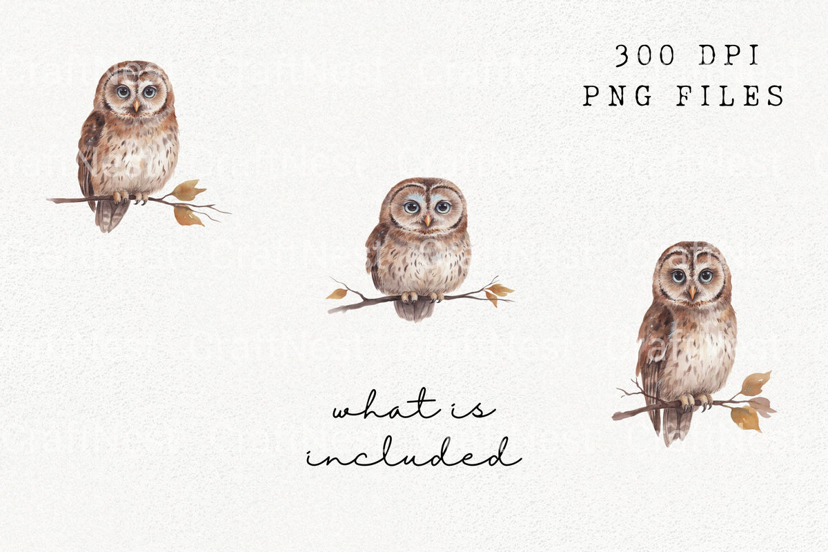 Wise Owl Perched On Branch Clipart Bundle