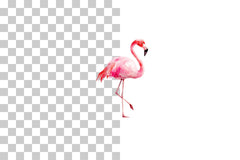 Flamingo Clipart Bundle - Etb197 - CraftNest - Digital Crafting and Art