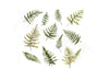 Fern Leaves Clipart Bundle