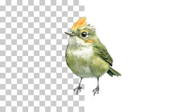Goldcrest Bird Illustration Clipart Bundle - CraftNest - Digital Crafting and Art