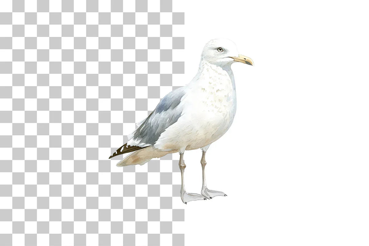 Seagull Coastal Bird Clipart Bundle - CraftNest - Digital Crafting and Art
