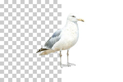 Seagull Coastal Bird Clipart Bundle - CraftNest - Digital Crafting and Art
