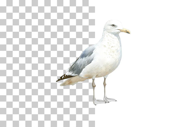 Seagull Coastal Bird Clipart Bundle - CraftNest - Digital Crafting and Art
