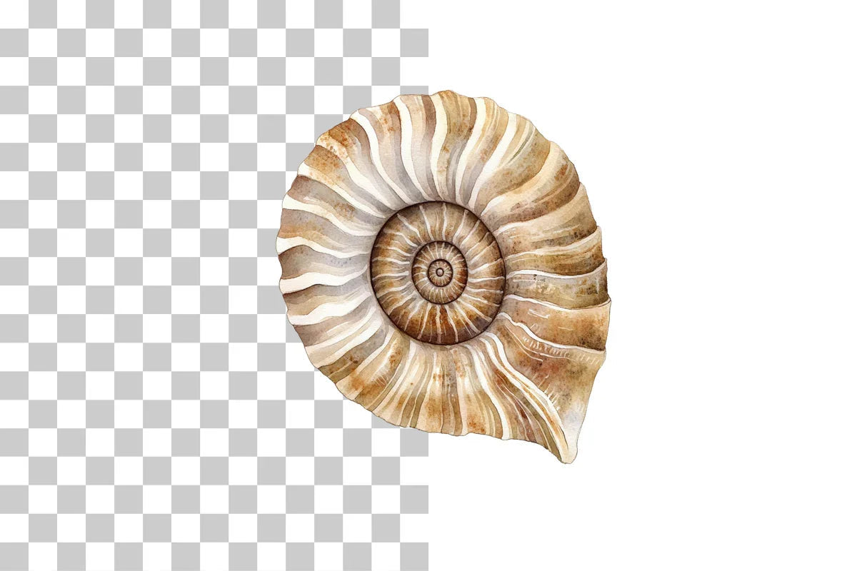 Shell Fossil Illustration Clipart Bundle - CraftNest - Digital Crafting and Art