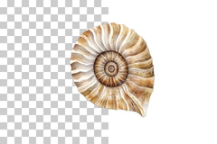 Shell Fossil Illustration Clipart Bundle - CraftNest - Digital Crafting and Art