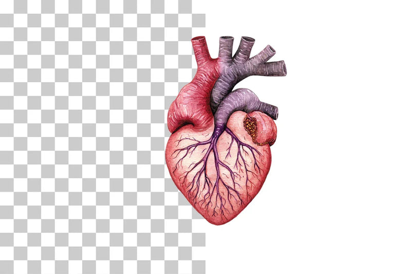 Anatomical Human Heart Illustration Clipart Bundle - CraftNest - Digital Crafting and Art
