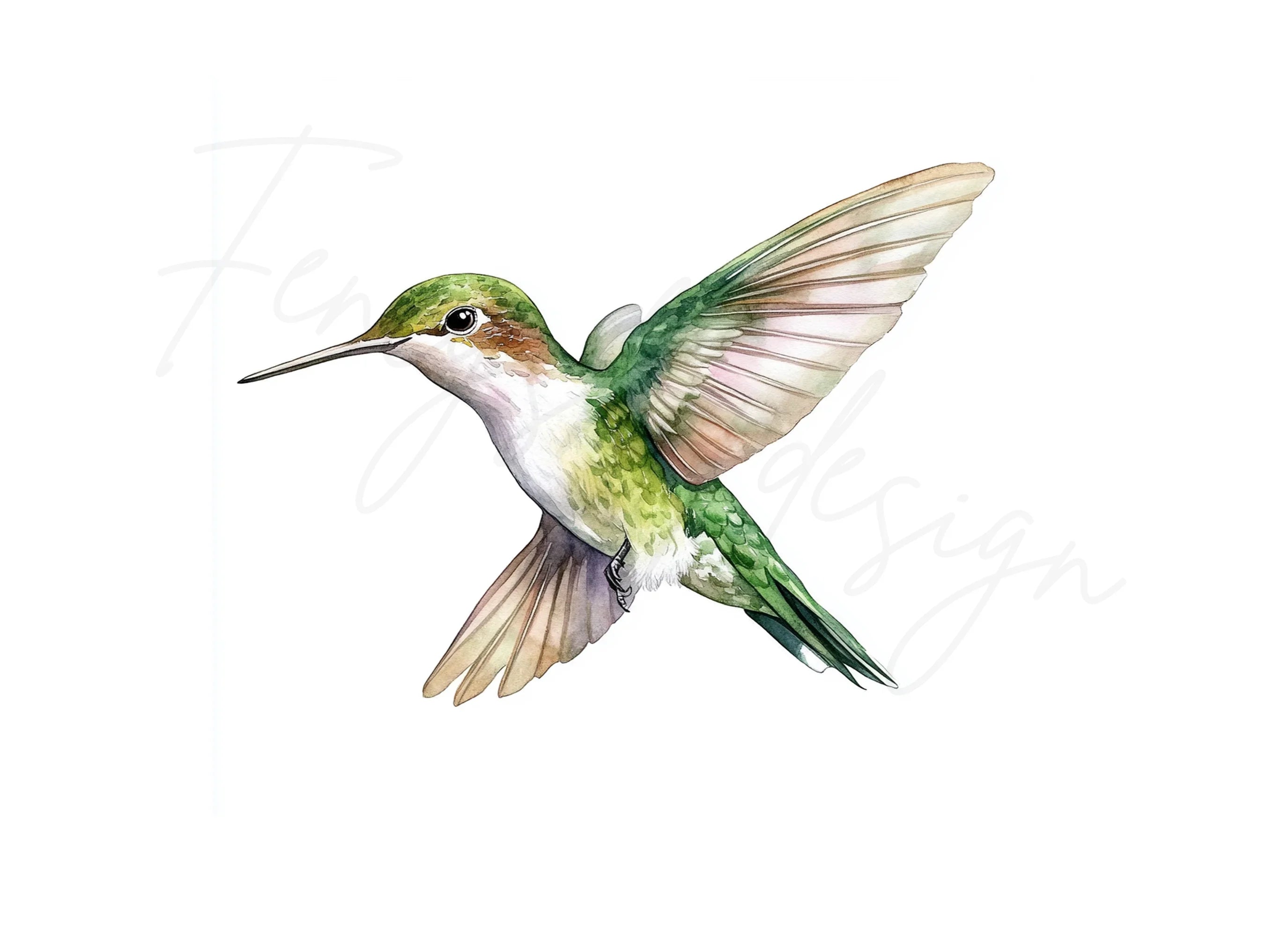 Graceful Hummingbirds Clipart Bundle