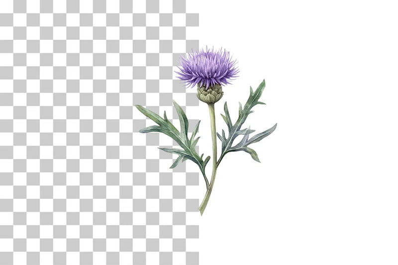 Wild Thistle Flower Clipart Bundle - CraftNest - Digital Crafting and Art