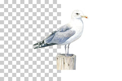 Seagull on Coastal Post Clipart Bundle - CraftNest - Digital Crafting and Art