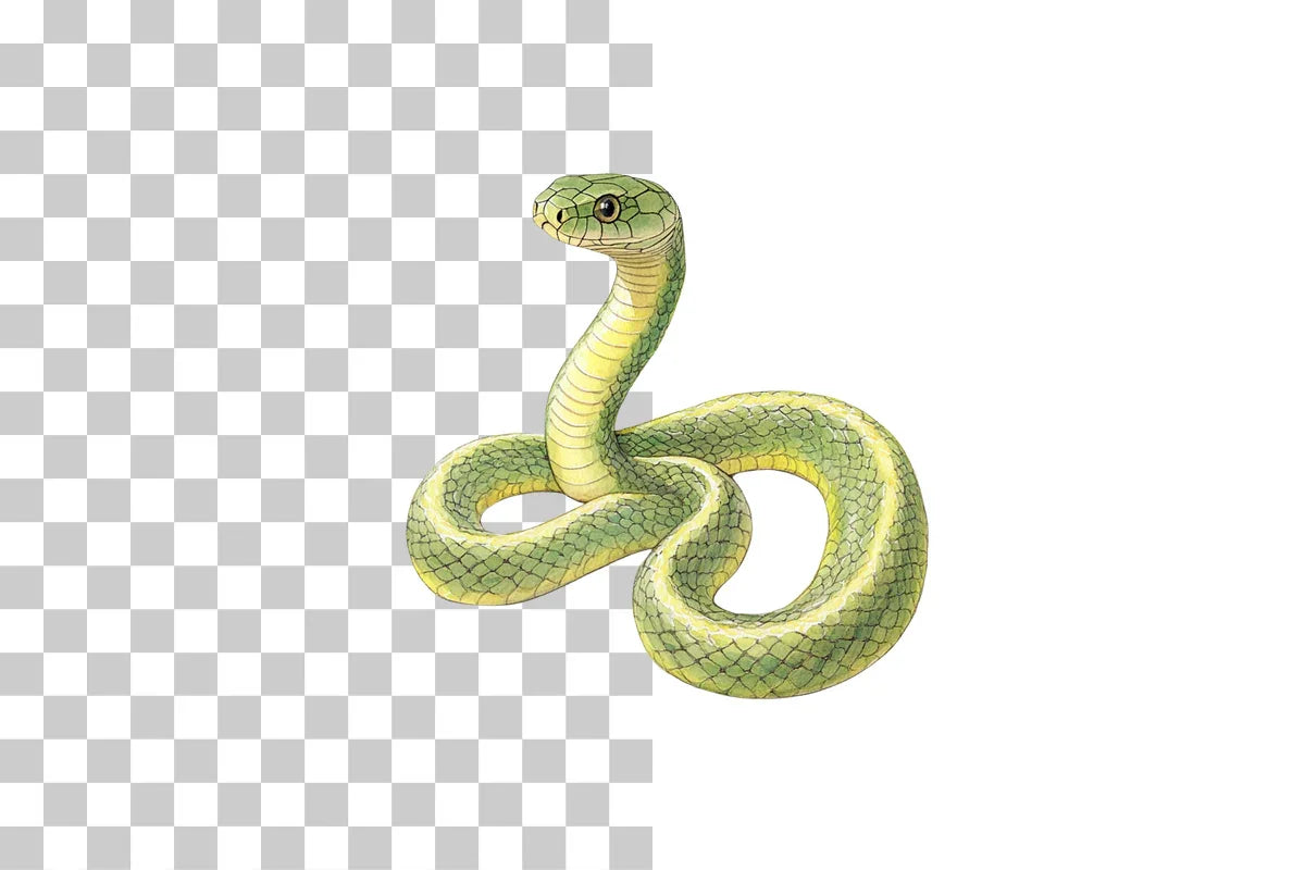 Cartoon Snake Jungle Animal Clipart Bundle - CraftNest - Digital Crafting and Art