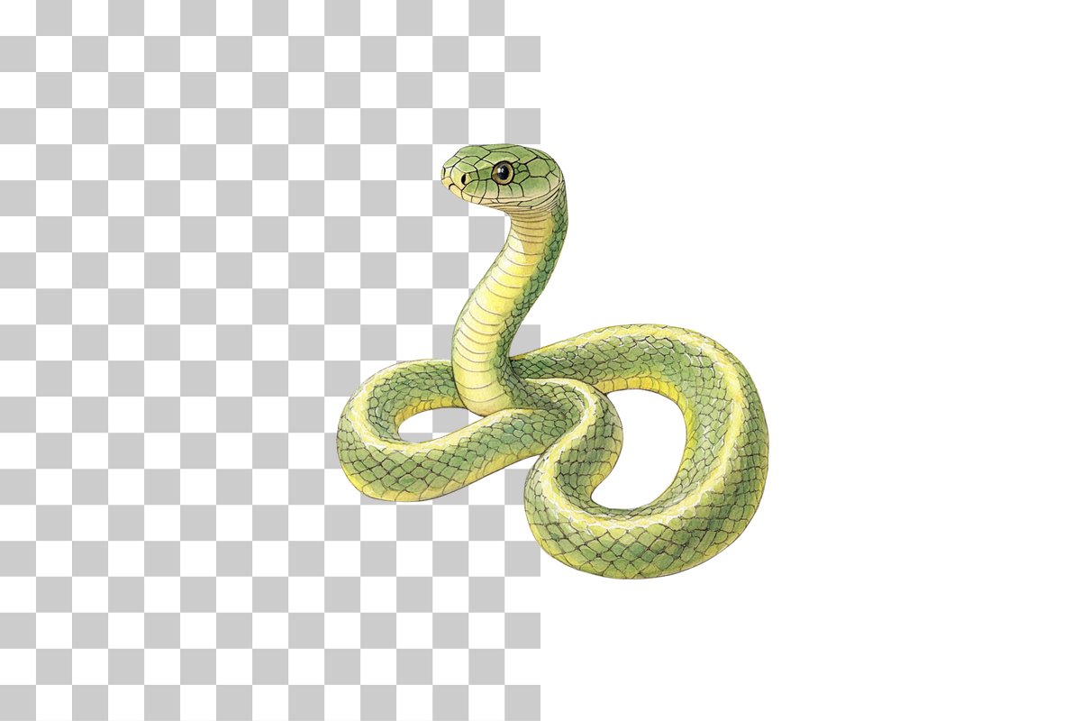 Cartoon Snake Jungle Animal Clipart Bundle