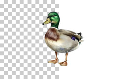 Mallard Duck Illustration Clipart Bundle - CraftNest - Digital Crafting and Art