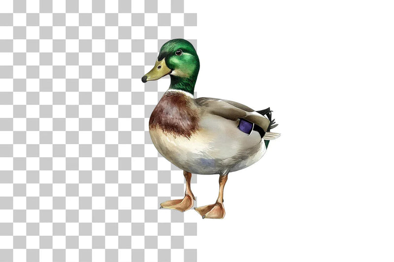 Mallard Duck Illustration Clipart Bundle - CraftNest - Digital Crafting and Art