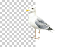 Seagull Illustration Clipart Bundle - CraftNest - Digital Crafting and Art