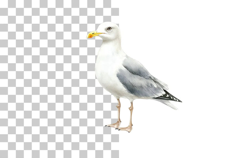 Seagull Illustration Clipart Bundle - CraftNest - Digital Crafting and Art