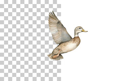 Flying Duck Wildlife Scene Clipart Bundle - CraftNest - Digital Crafting and Art