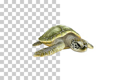 Baby Sea Turtle Nursery Clipart Bundle - CraftNest - Digital Crafting and Art