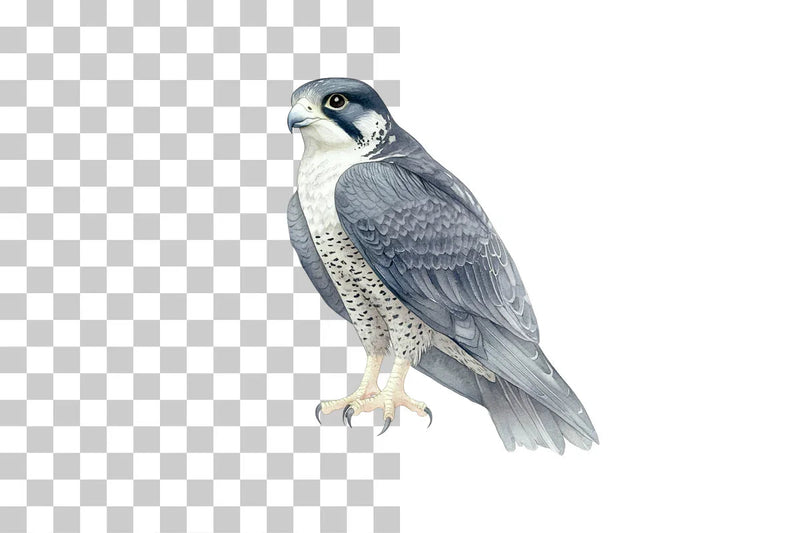 Peregrine Falcon Bird of Prey Clipart Bundle - CraftNest - Digital Crafting and Art