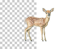 Deer Fawn Woodland Animal Clipart Bundle - CraftNest - Digital Crafting and Art