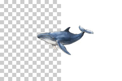 Whale Ocean Animal Clipart Bundle - CraftNest - Digital Crafting and Art