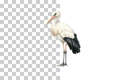 Stork Bird Clipart Bundle - CraftNest - Digital Crafting and Art