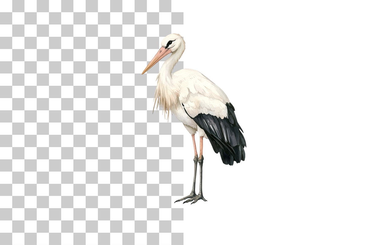 Stork Bird Clipart Bundle