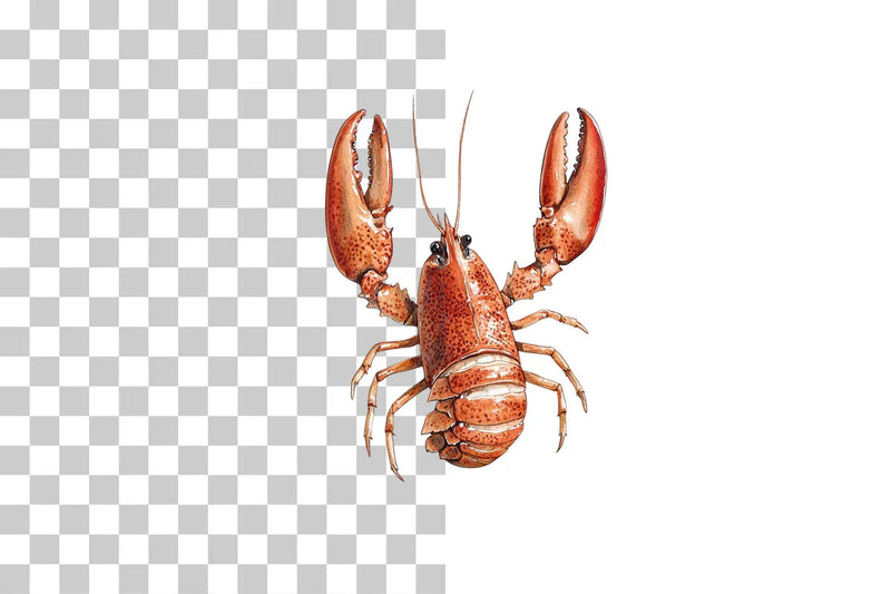Red Lobster Marine Life Clipart Bundle - CraftNest - Digital Crafting and Art