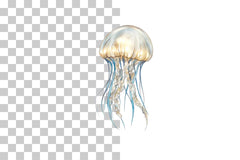 Jellyfish Marine Life Clipart Bundle - CraftNest - Digital Crafting and Art