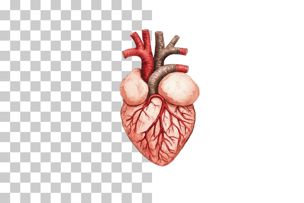 Anatomical Heart Drawing Clipart Bundle - CraftNest - Digital Crafting and Art