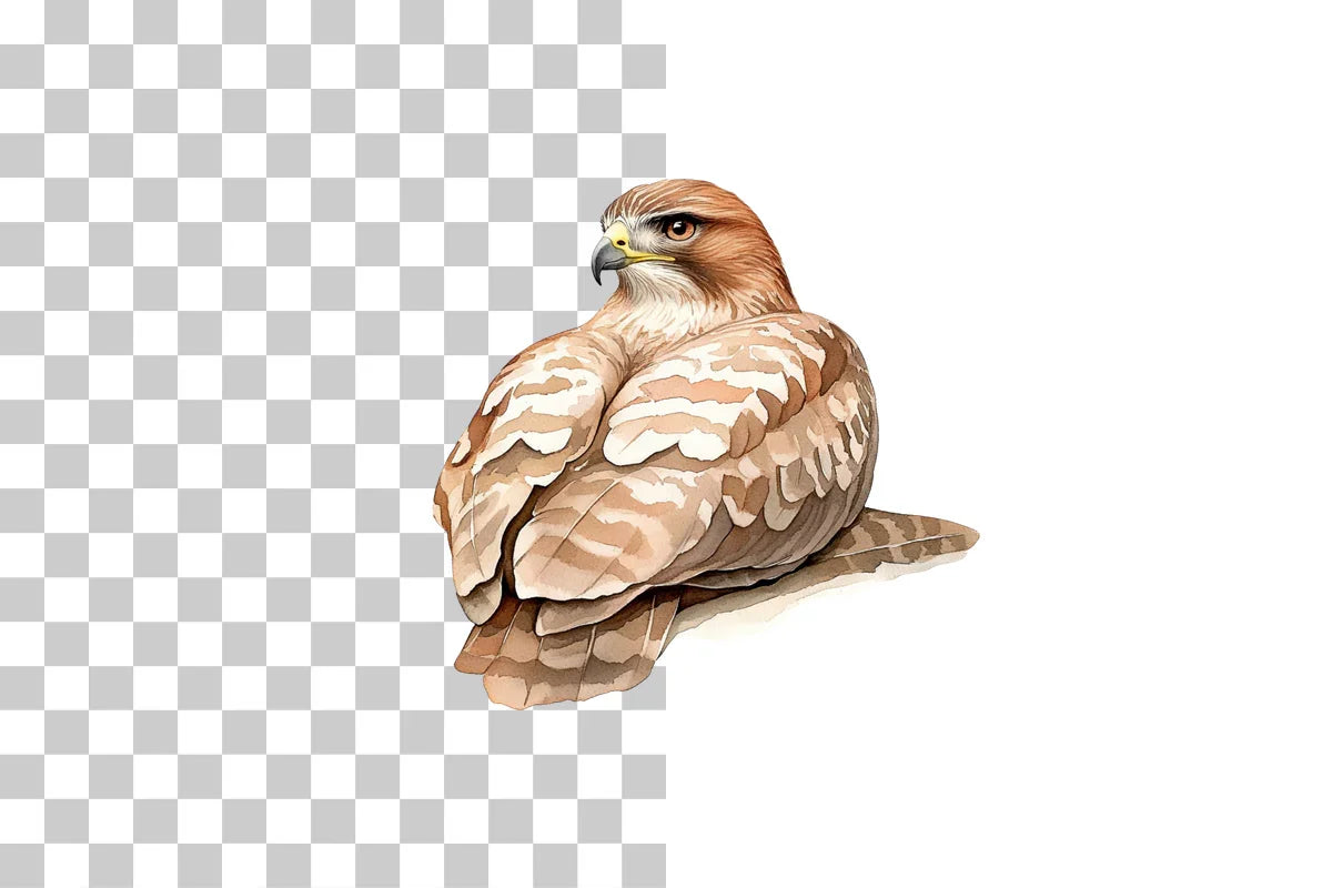 Hawk Bird of Prey Clipart Bundle - CraftNest - Digital Crafting and Art