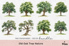 Old Oak Tree Nature Clipart Bundle
