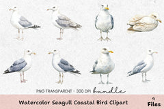 Seagull Coastal Bird Clipart Bundle - CraftNest - Digital Crafting and Art