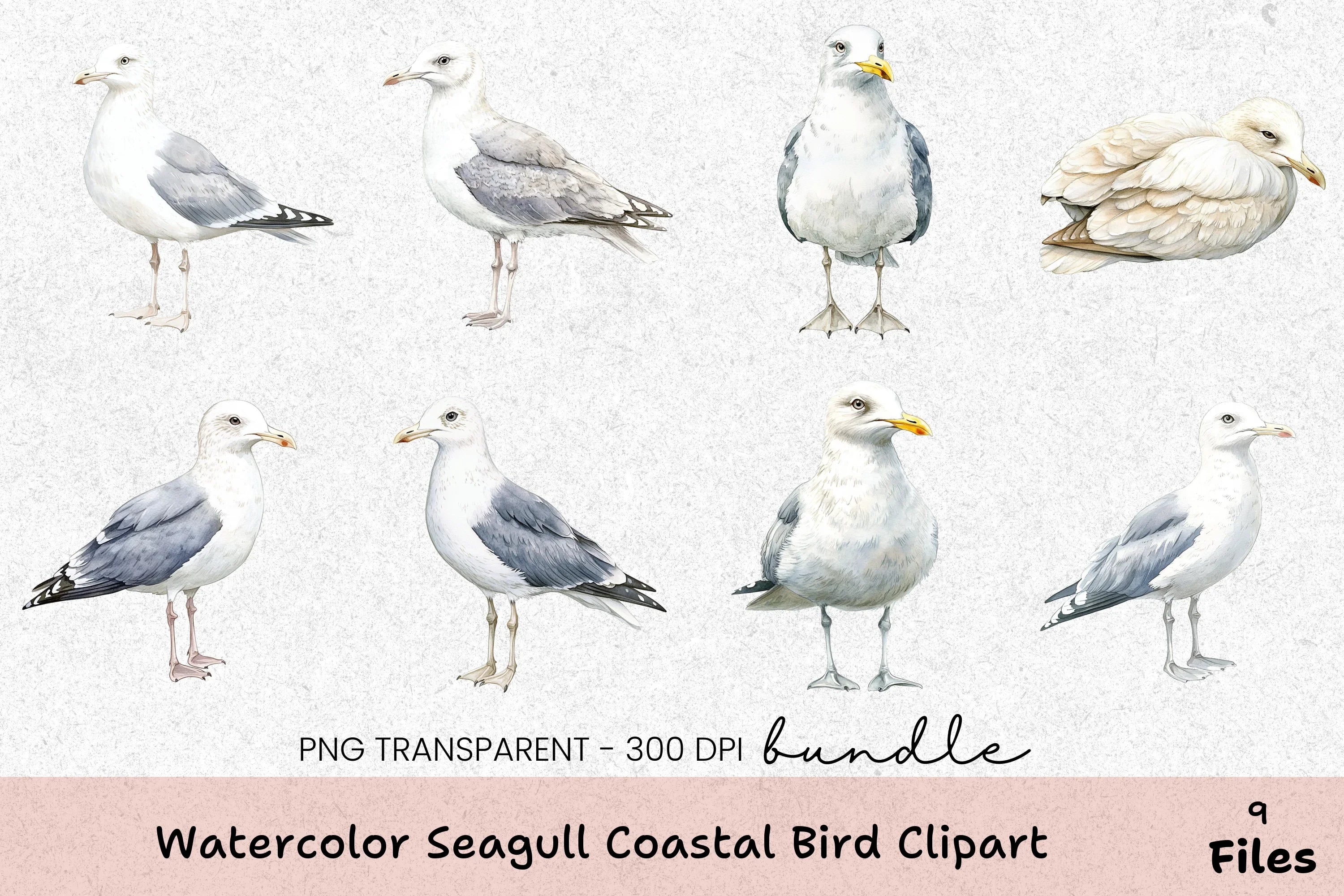 Seagull Coastal Bird Clipart Bundle - CraftNest - Digital Crafting and Art