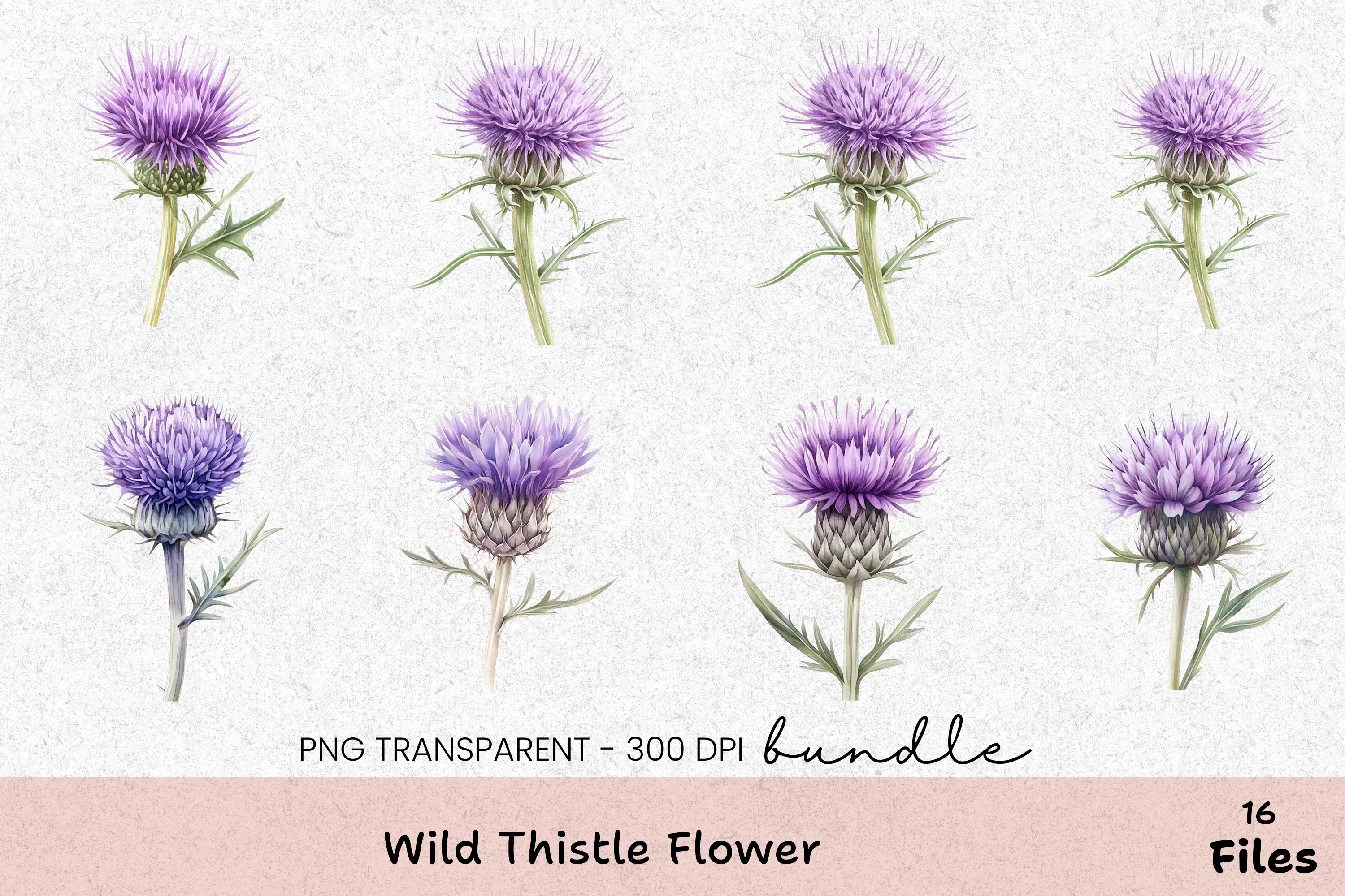 Wild Thistle Flower Clipart Bundle - CraftNest - Digital Crafting and Art