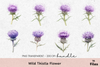 Wild Thistle Flower Clipart Bundle