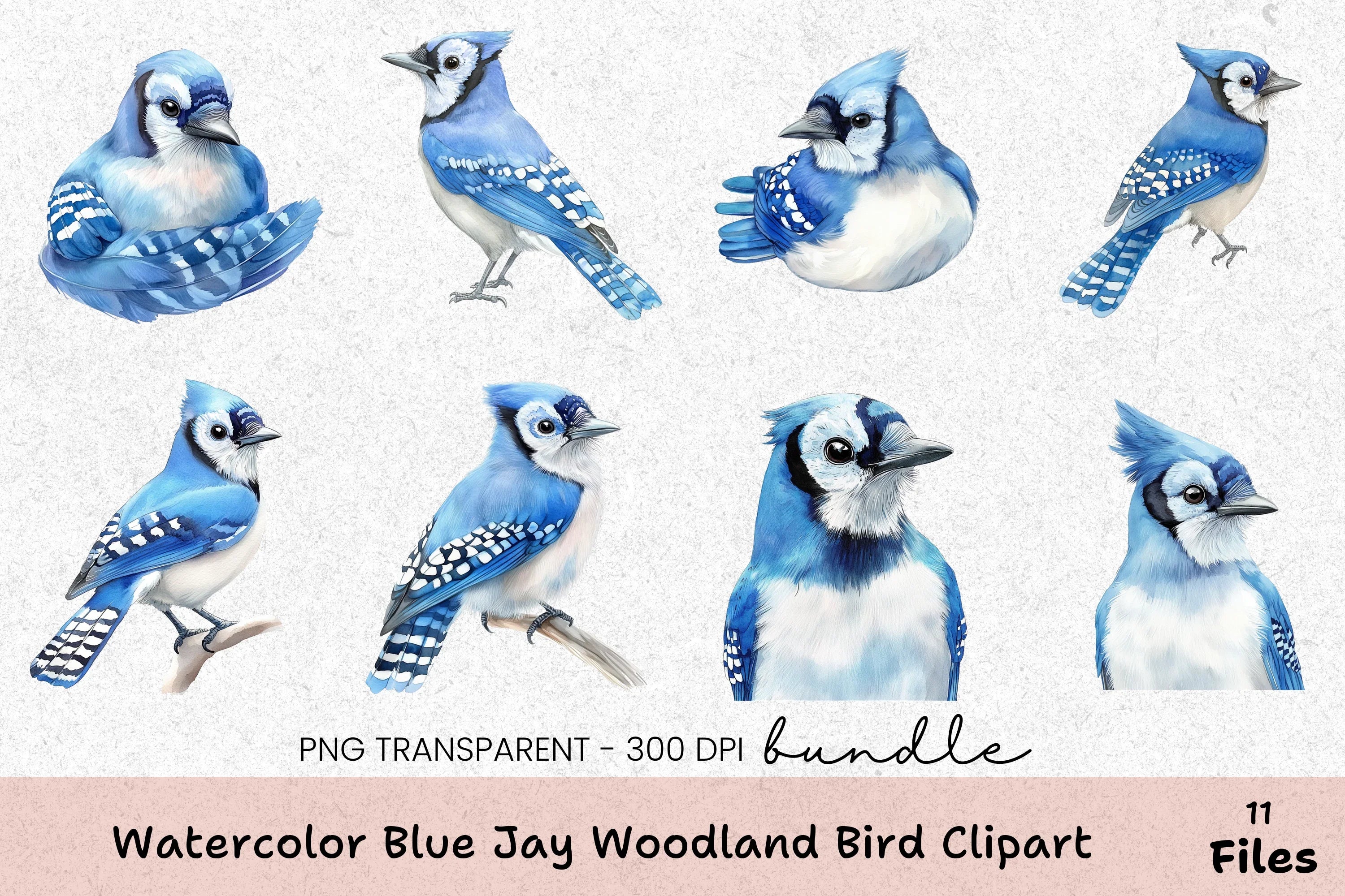 Blue Jay Woodland Bird Clipart Bundle - CraftNest - Digital Crafting and Art