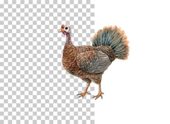 Turkey Head Farm Bird Clipart Bundle - CraftNest - Digital Crafting and Art