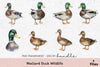 Mallard Duck Wildlife Clipart Bundle