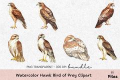 Hawk Bird of Prey Clipart Bundle - CraftNest - Digital Crafting and Art